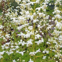 Thalictrum delavayi 'Album'